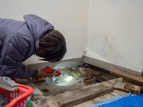 Best Emergency Mold Remediation  in Lexington, IL