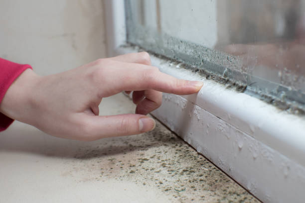 Best Water Damage & Mold Remediation  in Lexington, IL