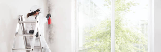 Best Basement Mold Removal  in Lexington, IL