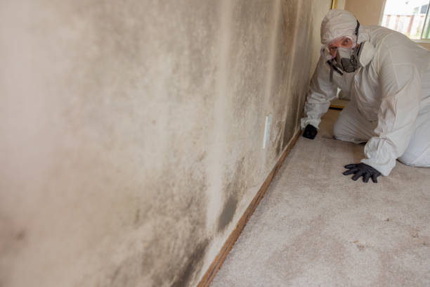 Best Real Estate Mold Inspection  in Lexington, IL